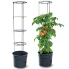 tomaten kweekpot met steun met en zonder tomatenplant